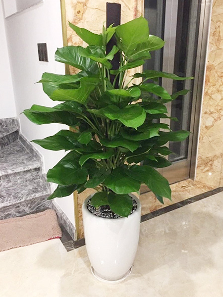 Cầu trầu bà cột